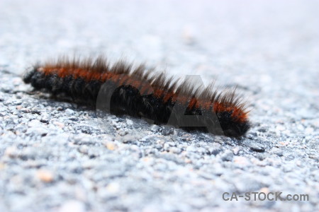 White caterpillar insect animal.