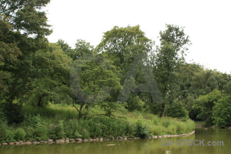 White green tree water lake.