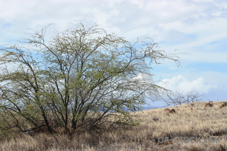 White landscape desert tree.