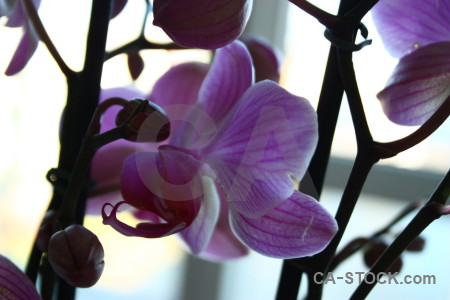 White orchid plant purple flower.