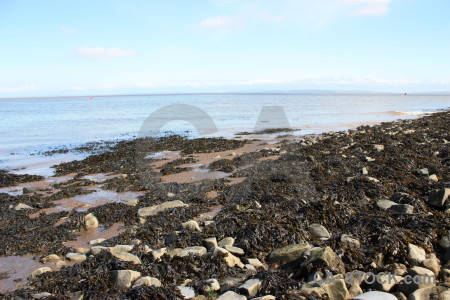 White seaweed coast rock landscape.
