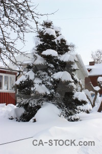 White single winter tree snow.