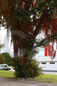 White tree single red.