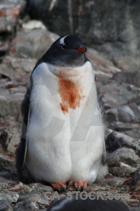 Wilhelm archipelago antarctic peninsula penguin day 8 chick.