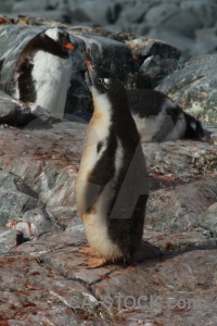 Wilhelm archipelago antarctica cruise penguin day 8 south pole.
