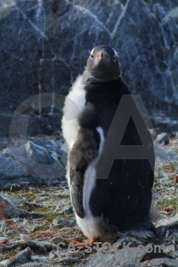 Wilhelm archipelago antarctica petermann island gentoo penguin.
