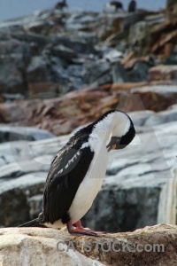 Wilhelm archipelago bird petermann island antarctica antarctic shag.