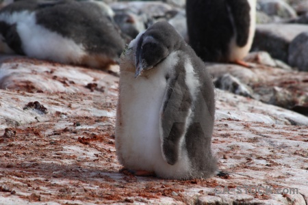 Wilhelm archipelago penguin gentoo animal chick.