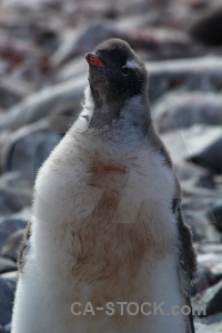 Wilhelm archipelago rock antarctic peninsula penguin petermann island.