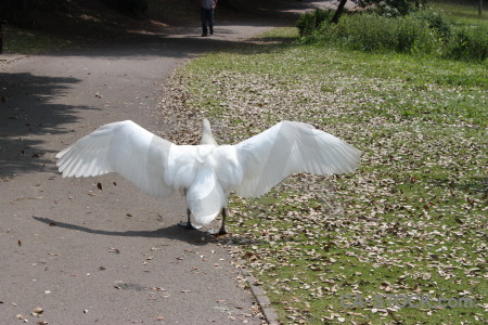 Wing bird aquatic animal swan.