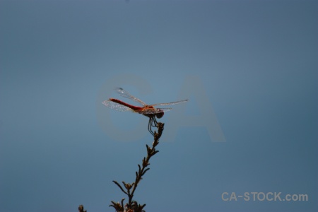 Wing branch sky javea dragonfly.