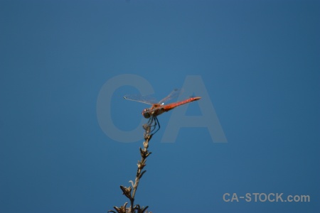 Wing dragonfly javea sky branch.