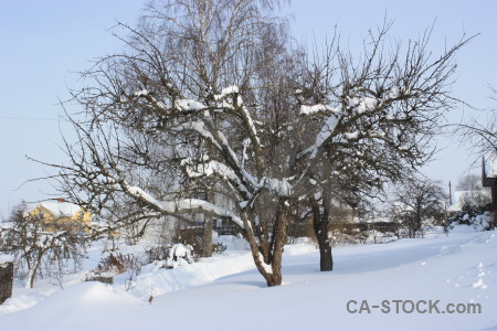 Winter white snow single tree.