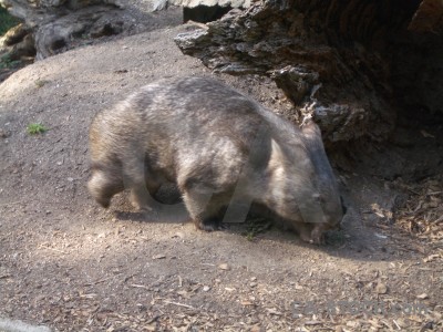 Wombat animal.