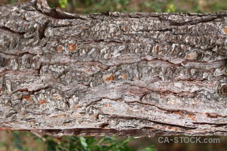 Wood bark green texture.