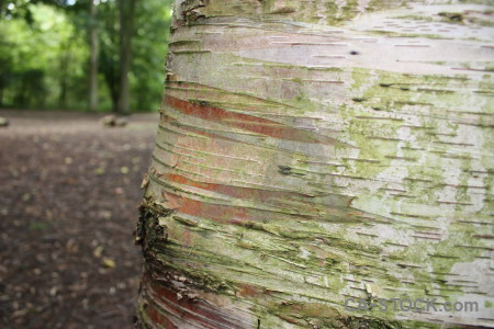 Wood green texture bark.