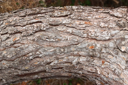 Wood texture bark.