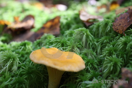 Yellow fungus green toadstool mushroom.