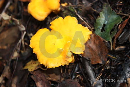 Yellow fungus orange toadstool mushroom.