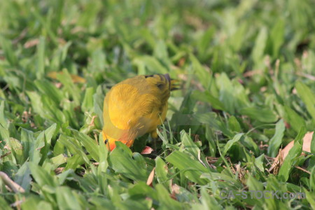 Yellow green animal bird.