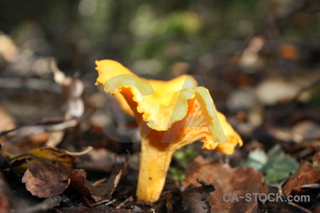 Yellow green fungus mushroom orange.
