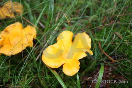 Yellow mushroom orange fungus green.