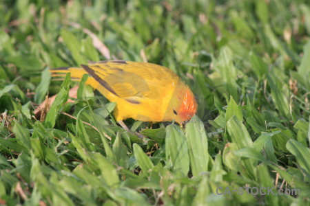 Yellow orange animal bird green.