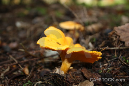 Yellow toadstool fungus mushroom brown.